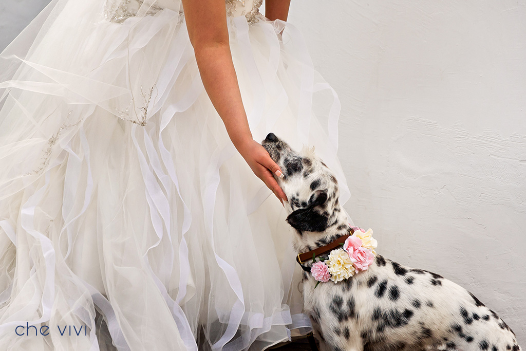 Mascota dálmata usando collar de flores junto a novia. Bodas con mascotas.