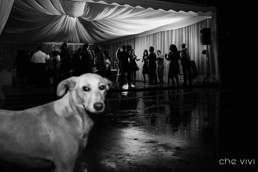 Perro mira sorprendido a la cámara durante una fiesta de boda. Bodas con mascotas
