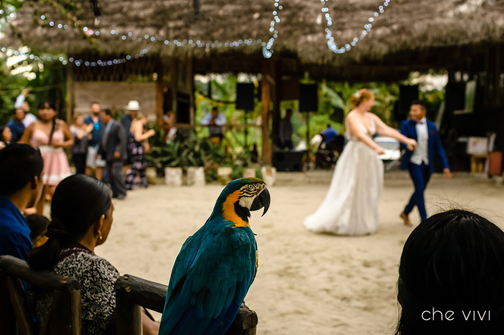Guacamaya en boda del oriente Ecuador. Bodas con mascotas.