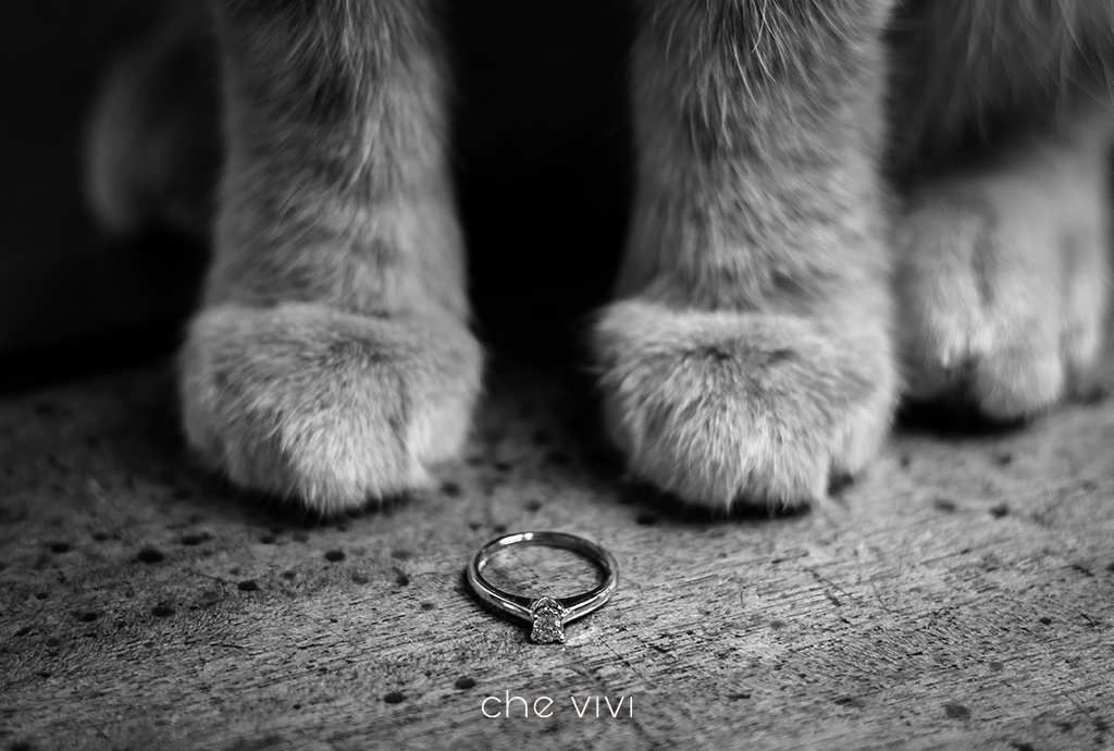 Patitas de gato junto a anillos de boda