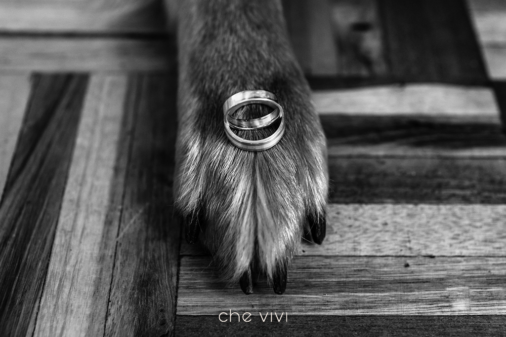 Patita de perro sosteniendo los anillos de boda.
