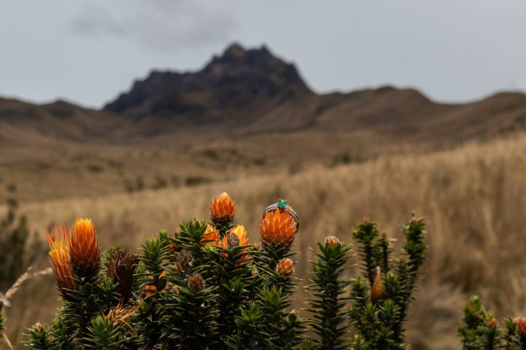 Detalle artístico de un anillo de compromiso con piedra verde sobre una flor de chuquiragua en el páramo del Teleférico de Quito. Una toma que resalta la flora nativa y la promesa de un nuevo comienzo, capturada por Che Vivi Fotografía.